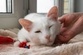 Hand of owner stroking young gentle white cat. White cat with its toy on a pink blanket near to the window.