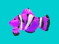 Hand painted acrylic clown fish against a teal background Royalty Free Stock Photo