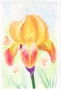 Hand painted blooming watercolor yellow, red and orange iris in the garden