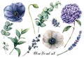 Hand painted blue floral elements. Watercolor botanical illustration with anemone, hydrangea flowers, lavender, juniper Royalty Free Stock Photo