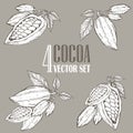Hand painted cocoa botany illustration set. Decorative doodles of healthy nutrient food.