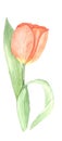 beautiful watercolor hand painted red tulip