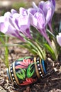 Hand painted Easter egg and purple crocuses. Royalty Free Stock Photo