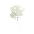 Watercolor abstract rose on stem beige Royalty Free Stock Photo