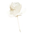 Watercolor abstract rose on stem beige Royalty Free Stock Photo