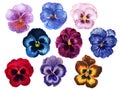 Hand painted floral pansy botanical blossom deep color and light navy wine burgundy red pink purple blue brown element set