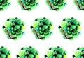 hand painted green watercolor succulent plants flowers on white background. surface seamless pattern for fabric, print Royalty Free Stock Photo