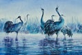 Hand painted illustration cranes in water.