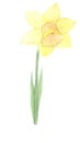 beautiful watercolor hand painted daffodil