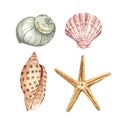 Hand painted illustration of seashell and starfish. Sea shells, isolated on white background. Underwater animals illustration Royalty Free Stock Photo