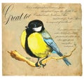 Hand painted illustration (vector), Bird: Tit