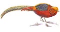 An hand painted illustration on white - Bird, Golden pheasant Royalty Free Stock Photo