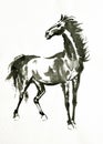 Hand painted ink brush painting of horse in oriental style Royalty Free Stock Photo