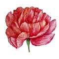 Hand painted isolated peony clipart on white background