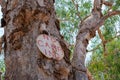 No camping sign on a paper bark tree in Australia Royalty Free Stock Photo