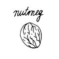 Hand painted nut on an isolated white background. Black outline nutmeg. Vector illustration