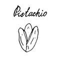 Hand painted nut on an isolated white background. Black outline pistachio. Vector illustration