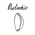 Hand painted nut on an isolated white background. Black outline pistachio. Vector illustration