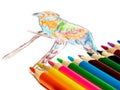 Hand painted parrot with colored pencils Royalty Free Stock Photo