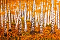 Hand painted picture, orange birch forest