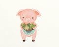 Hand-painted pig illustrations