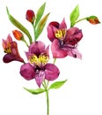 Hand painted pink alstroemeria.