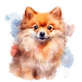 Hand Painted Pomeranian Dog Watercolor