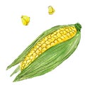 Hand painted watercolor corn