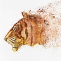 Hand Painted Tiger Head on paper