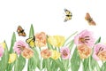 Hand painted tulip floral banner. Watercolor botanical garden meadow flowers with butterfly  isolated on white background. Royalty Free Stock Photo