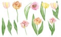 Hand painted tulip floral set. Watercolor botanical illustration flowers isolated on white background. Beautiful garden flower Royalty Free Stock Photo