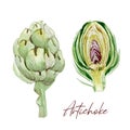 Hand painted vegetable Artichoke. Watercolor vegeterian food for design menu, veggie blog