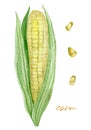 Hand painted vegetable corn. Watercolor vegeterian healthy food for design menu, veggie blog