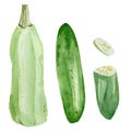 Hand painted vegetable zucchini and cucumber. Watercolor vegeterian healthy food for design menu, veggie blog