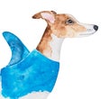 Watercolour sketch of cute Whippet Dog wearing light blue life jacket for swimming with pretty shark fin shape.