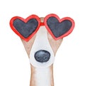 Watercolour illustration of elegant whippet dog wearing heart-shaped sunglasses in bright red color. Royalty Free Stock Photo