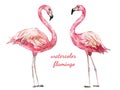 Watercolor animal - flamingo