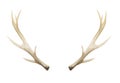 Watercolor Antlers Deer Stag Horns Bone Painted