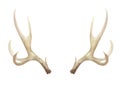 Watercolor Antlers Deer Stag Horns Bone Painted Royalty Free Stock Photo