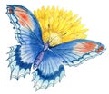 Hand painted watercolor blue and red butterfly sitting on the yellow sunflower isolated Royalty Free Stock Photo
