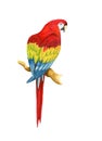 Hand painted watercolor bright red, yellow and blue parrot sitting on the branch isolated Royalty Free Stock Photo