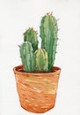 Watercolor illustration of cactus in pot Royalty Free Stock Photo