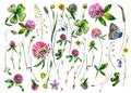 Hand Painted Watercolor Collection of Clover Wildflowers