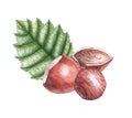 Hand-painted watercolor composition of hazelnuts