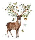 Hand painted watercolor deer isolated on white background