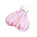 Hand painted watercolor delicate pink moth isolated on white