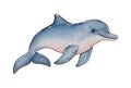 Hand painted watercolor illustration of a single blue dolphin. Isolated on white background Royalty Free Stock Photo