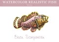 Hand painted watercolor edible fish. Vector design