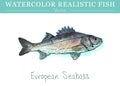 Hand painted watercolor edible fish. Vector design Royalty Free Stock Photo