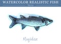 Hand painted watercolor edible fish. Vector design Royalty Free Stock Photo